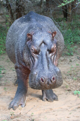 Flußpferd / Hippopotamus / Hippopotamus amphibius