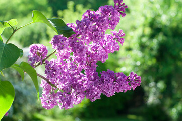 Branch of purple lilac against the background of green grass and leaves. Lilac in the park