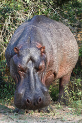 Flußpferd / Hippopotamus / Hippopotamus amphibius
