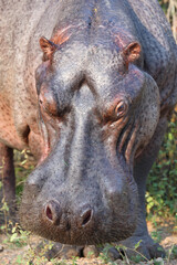 Flußpferd / Hippopotamus / Hippopotamus amphibius