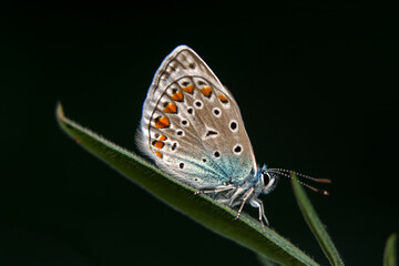 Macro shots, Beautiful nature scene. Closeup beautiful butterfly sitting on the flower in a summer garden.