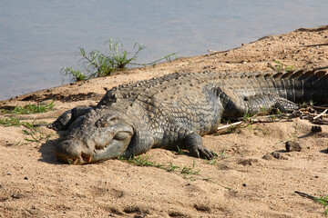 Nilkrokodil / Nile crocodile / Crocodylus niloticus