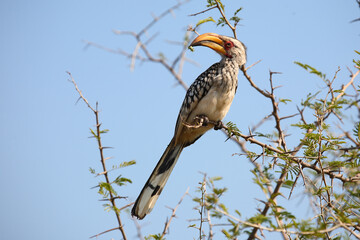Südlicher Gelbschnabeltoko / Southern yellow-billed hornbill / Tockus leucomelas