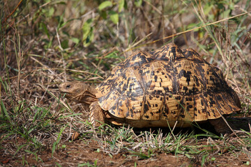 Leopardenschildkröte / Leopard tortoise / Geochelone pardalis