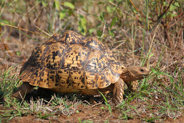 Leopardenschildkröte / Leopard tortoise / Geochelone pardalis