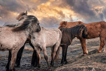 Herd of horses on grass standing by black sand beach. Animals on dramatic landscape against dramatic sky. Domestic mammals in volcanic valley during sunset.