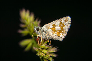  Macro Photography of Moth on Twig of Plant.