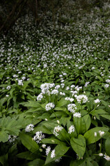 wild garlic