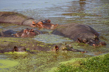 Flußpferd / Hippopotamus / Hippopotamus amphibius