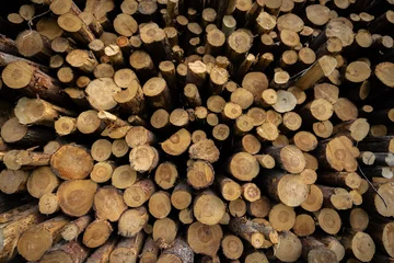 Möbelaufkleber pile of timber © David