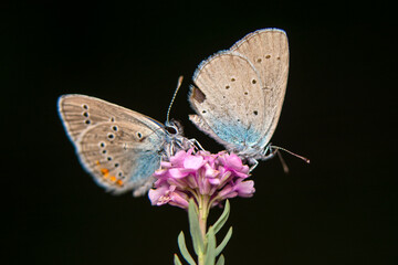 Macro shots, Beautiful nature scene. Closeup beautiful butterfly sitting on the flower in a summer garden.