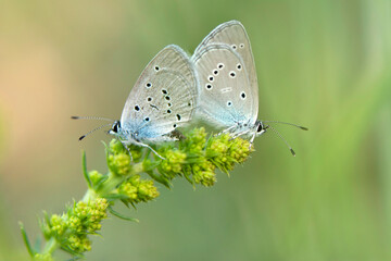 Macro shots, Beautiful nature scene. Closeup beautiful butterfly sitting on the flower in a summer garden.