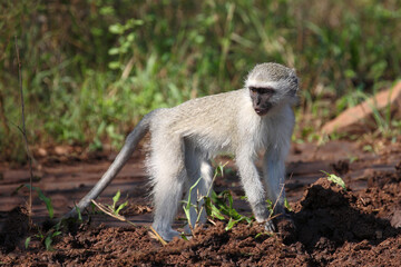 Grüne Meerkatze / Vervet monkey / Cercopithecus aethiops ..