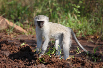 Grüne Meerkatze / Vervet monkey / Cercopithecus aethiops ..