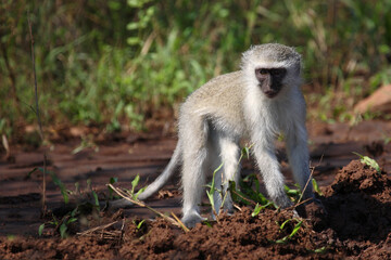 Grüne Meerkatze / Vervet monkey / Cercopithecus aethiops ..