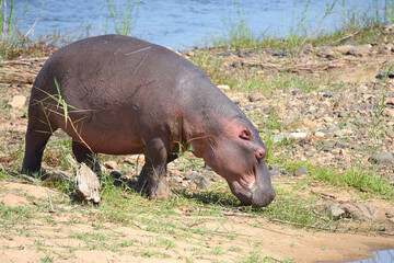 Flußpferd / Hippopotamus / Hippopotamus amphibius