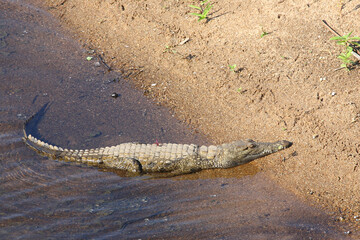 Nilkrokodil / Nile crocodile / Crocodylus niloticus