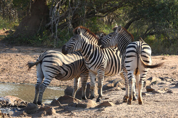 Fototapeta na wymiar Steppenzebra und Rotschnabel-Madenhacker / Burchell's zebra and Red-billed oxpecker / Equus burchellii et Buphagus erythrorhynchus