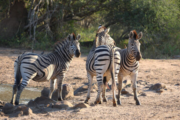 Steppenzebra und Rotschnabel-Madenhacker / Burchell's zebra and Red-billed oxpecker / Equus burchellii et Buphagus erythrorhynchus