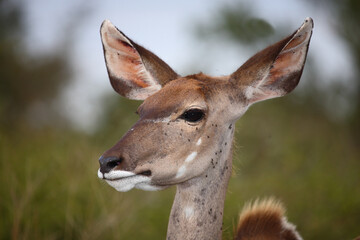 Großer Kudu / Greater kudu / Tragelaphus strepsiceros