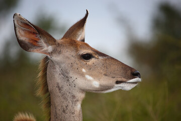 Großer Kudu / Greater kudu / Tragelaphus strepsiceros