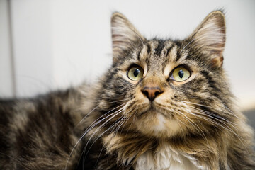 portrait of a cat, pet, animal 