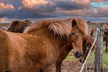 Obraz premium Close-up of Icelandic horses standing near fence. Brown herbivorous animals grazing on field. Mammals with beautiful mane on mountain in valley against cloudy sky during sunset.
