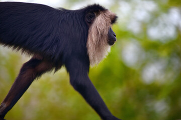 Rafiki !