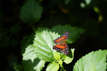 butterfly, nature