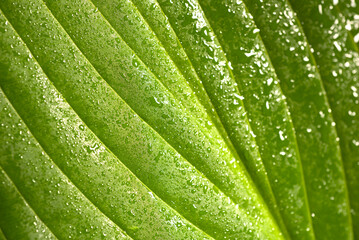 Macro close-up of green leaves with water droplets and clear texture and details.