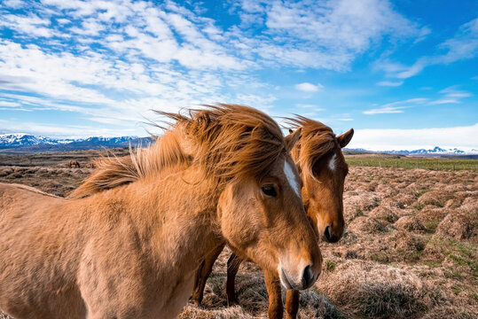 Close-up of Icelandic horses standing on grassy field. Herbivorous mammals grazing in beautiful mountain against blue sky. Dramatic landscape in northern Alpine region.