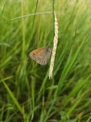 butterfly on grass