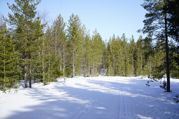 snow covered trees