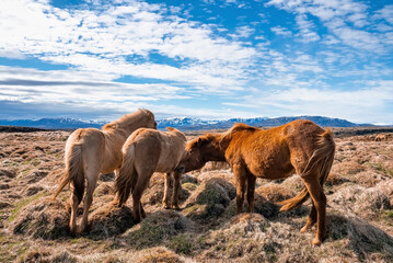 Group of Icelandic horses grazing on grassy field. Herbivorous mammals standing in valley against blue sky. Beautiful dramatic landscape in northern Alpine region during sunny day.