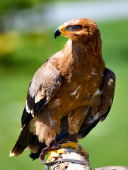 beauté d'Aigle
