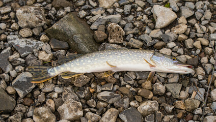 pike fish on rocky ground freshly caught, summer activity, fresh fish, nice catch.