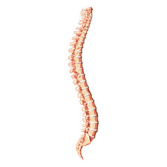 The human vertebral column spine anatomy side lateral with Intervertebral disc. Vector flat 3D realistic concept illustration in natural colors, spine isolated on white background.
