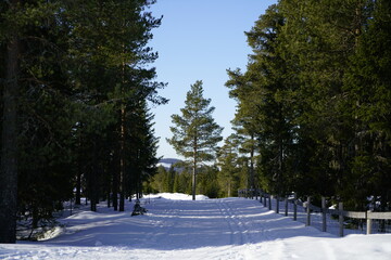 snow covered trees in the park