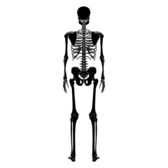 Skeleton Human silhouette body bones - hands, legs, chests, vertebra, pelvis, Thighs back Posterior dorsal view flat black color concept Vector illustration of anatomy isolated on white background