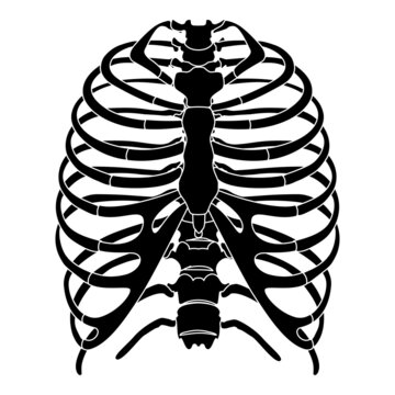 Skeleton Human Rib cage silhouette body bones - sternum, chest, thoracic vertebra, sternum, front Anterior view flat black color concept Vector illustration of anatomy isolated on white background