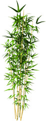 Front view of Plant (Bamboo 3) Tree png illustration vector
