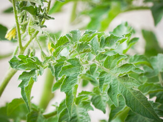 Tomato Plants with leaves and flowers