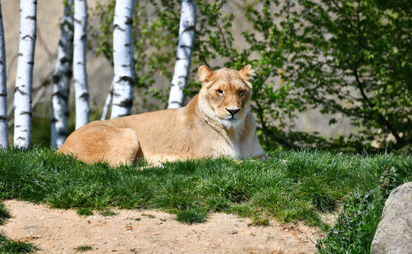 Lione Au Repos