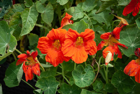 Orange Marigold flowers in bloom