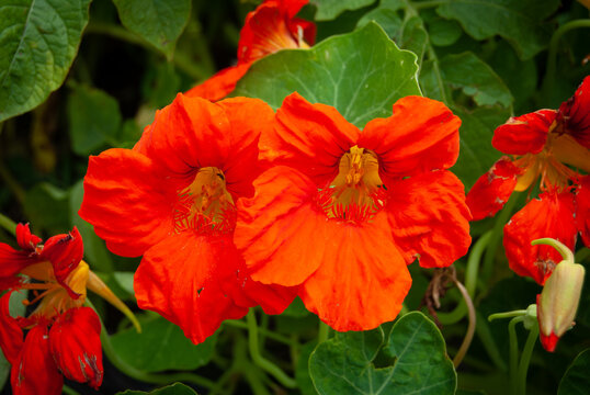 Orange Marigold flowers in bloom