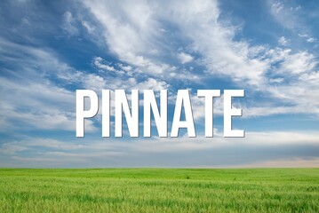 PINNATE - word on the background of the sky with clouds.