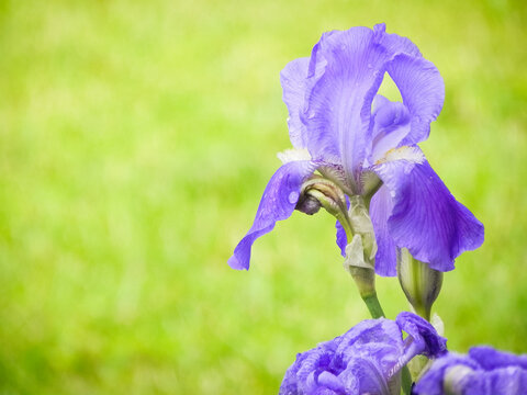 Purple Bearded Iris