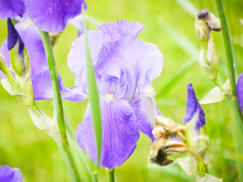 Purple Bearded Iris