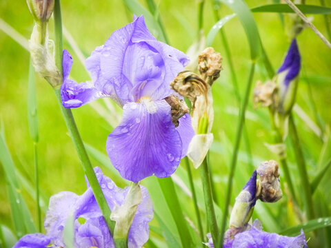 Purple Bearded Iris
