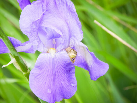 Purple Bearded Iris